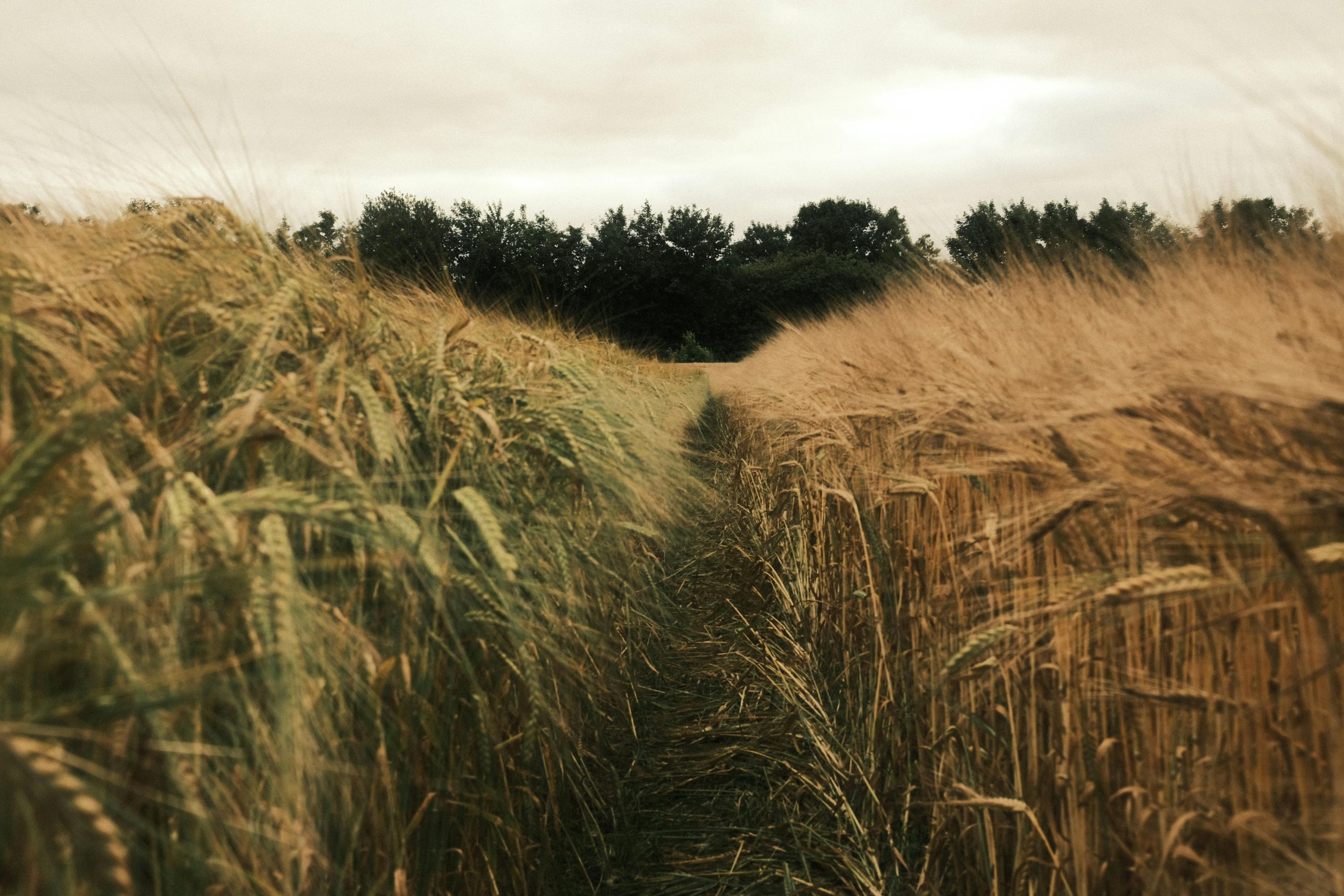 Cereales y forrajes en Andalucía: siembras de otoño e invierno.