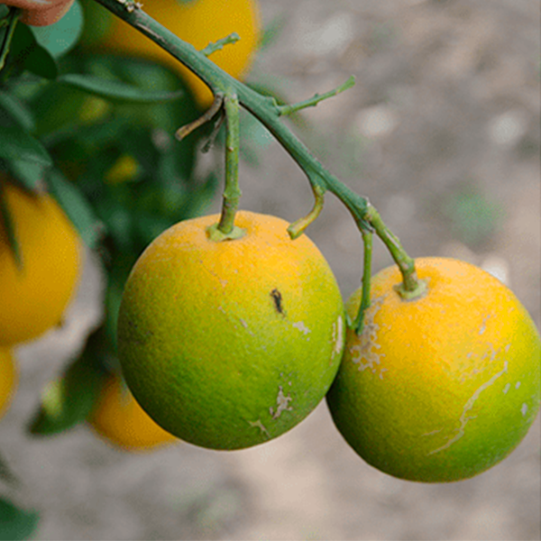 Enfermedad del dragón amarillo: la enfermedad silenciosa que amenaza a los cítricos