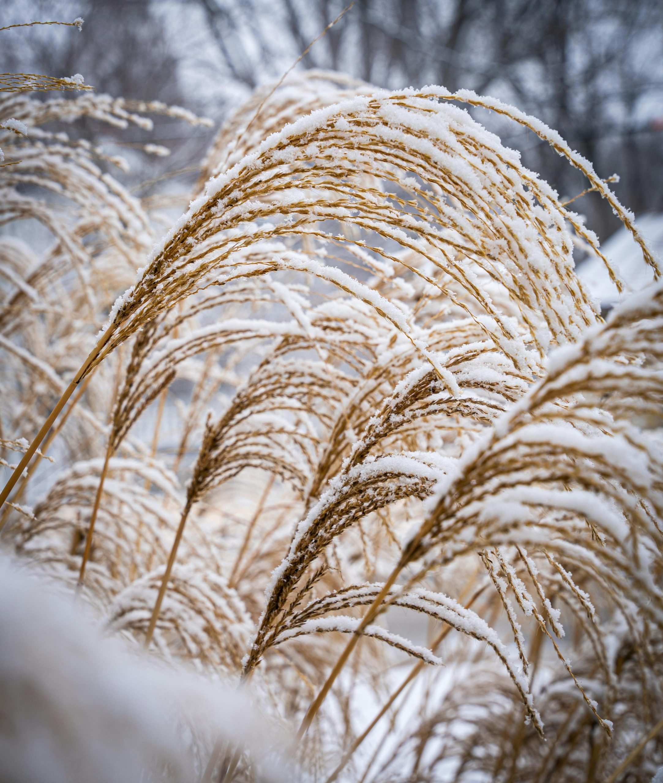 La nieve en la agricultura andaluza: riesgos, beneficios y cómo afecta a los cultivos