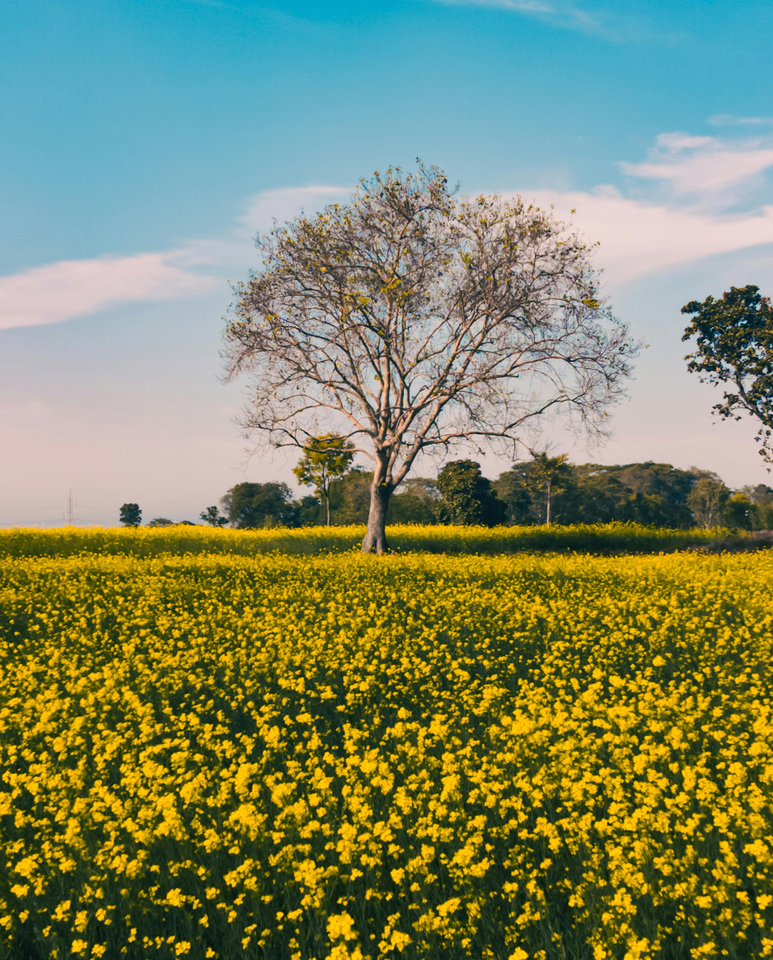 El papel de la biodiversidad en el campo: aliados naturales del agricultor