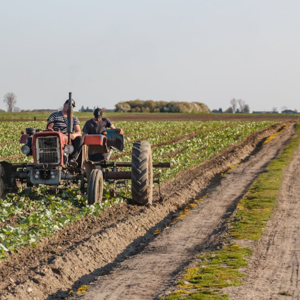 Antes de plantar: qué analizar para no cometer errores irreversibles