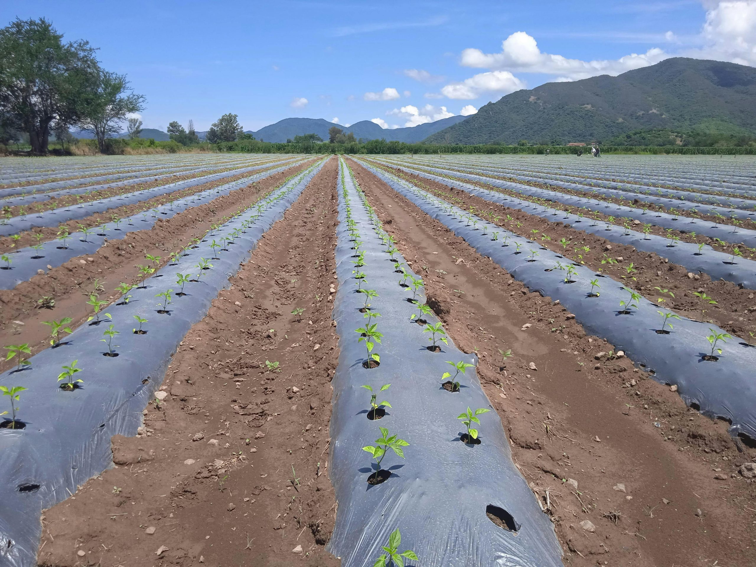 Factores que afectan a la nascencia del cultivo y cómo mejorarlos