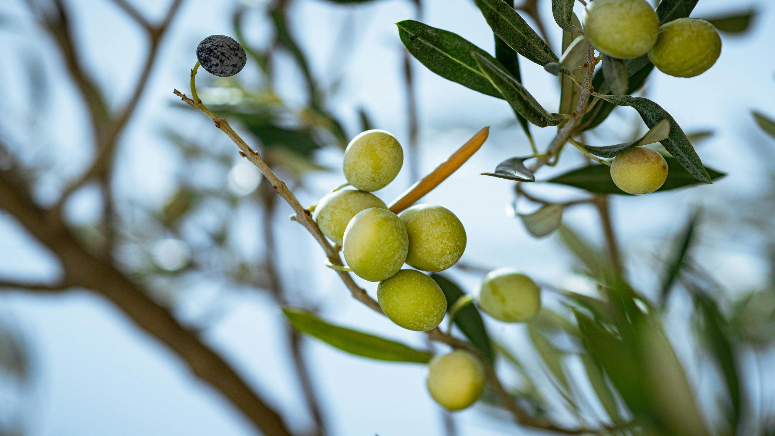 Plantación del olivar en Cádiz: claves para un cultivo rentable y sostenible