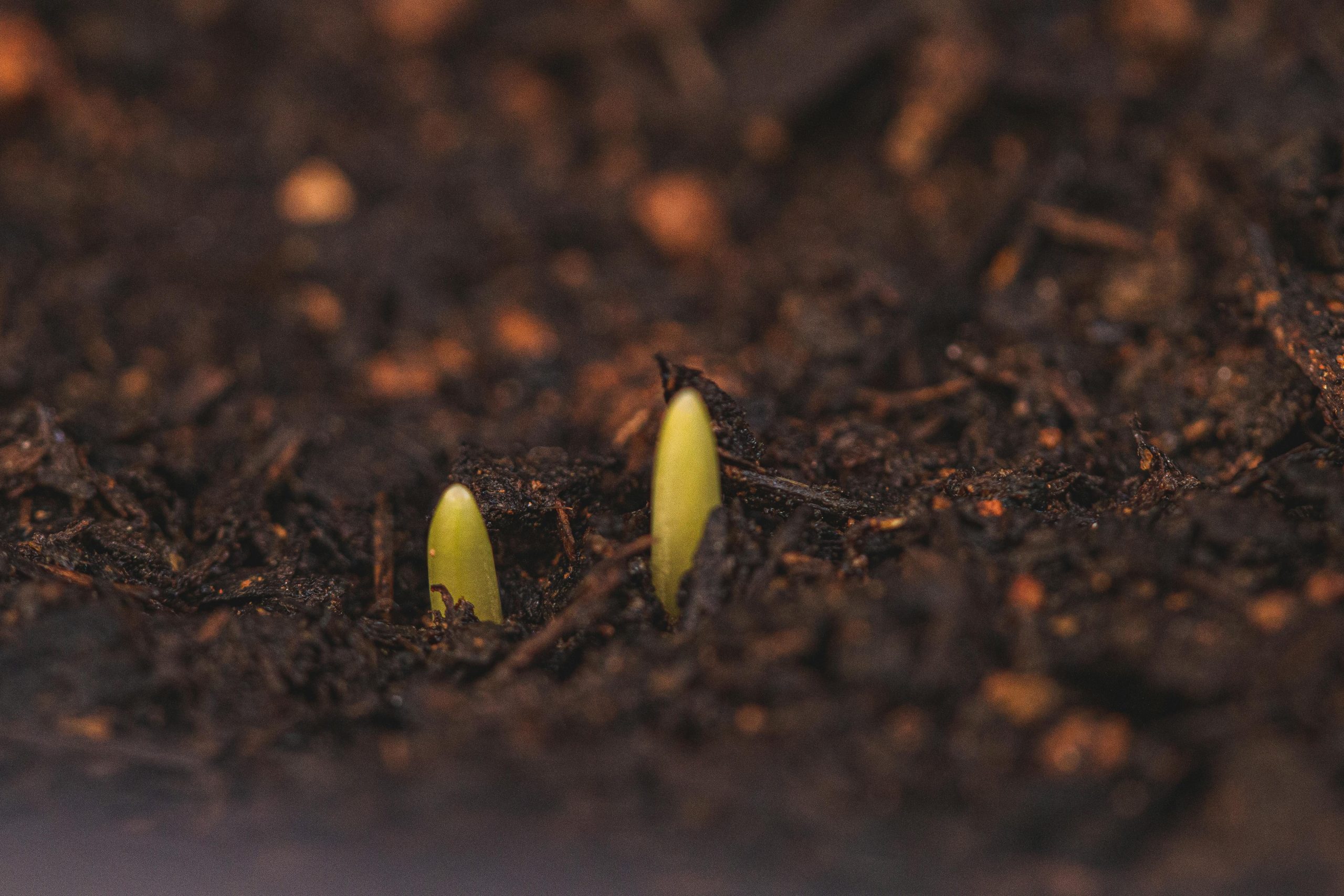 Cómo afectan las altas temperaturas a la nascencia del cultivo