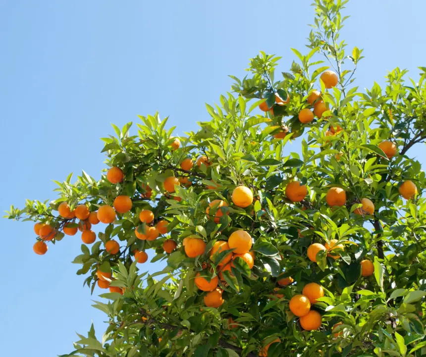 Recolección de naranjas en octubre: comienza una etapa clave de la campaña